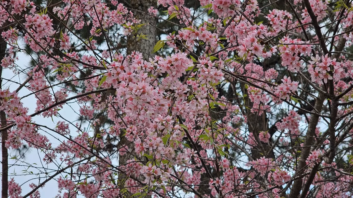 Sắc hồng tháng tư.
