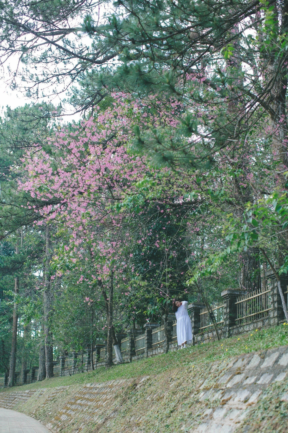 Năm nay, mai anh đào lại nở giữa những ngày tháng tư nóng nhất.