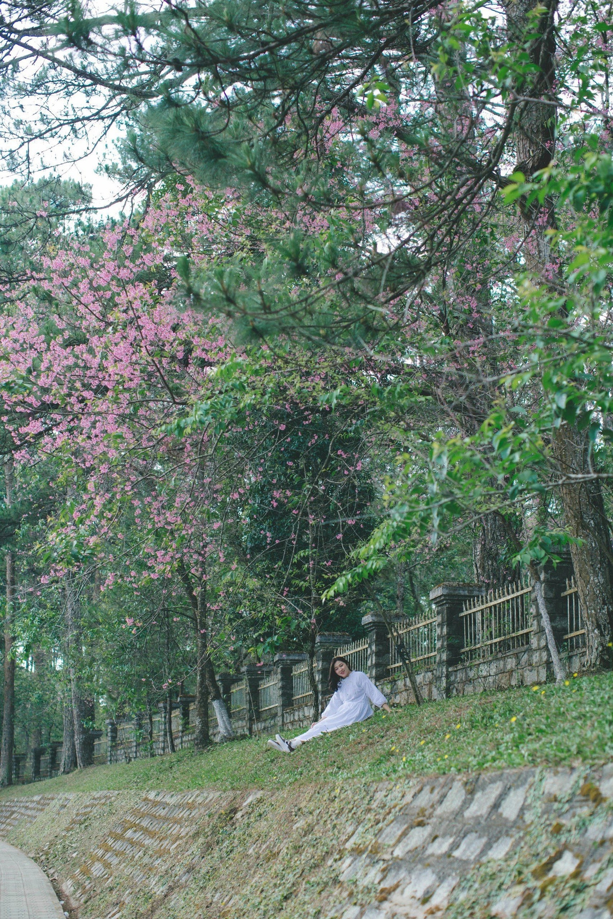 Mời quý độc giả cùng ngắm bộ ảnh nên thơ của thiếu nữ quê ở Phan Rang bên mùa mai anh đào đặc biệt này: