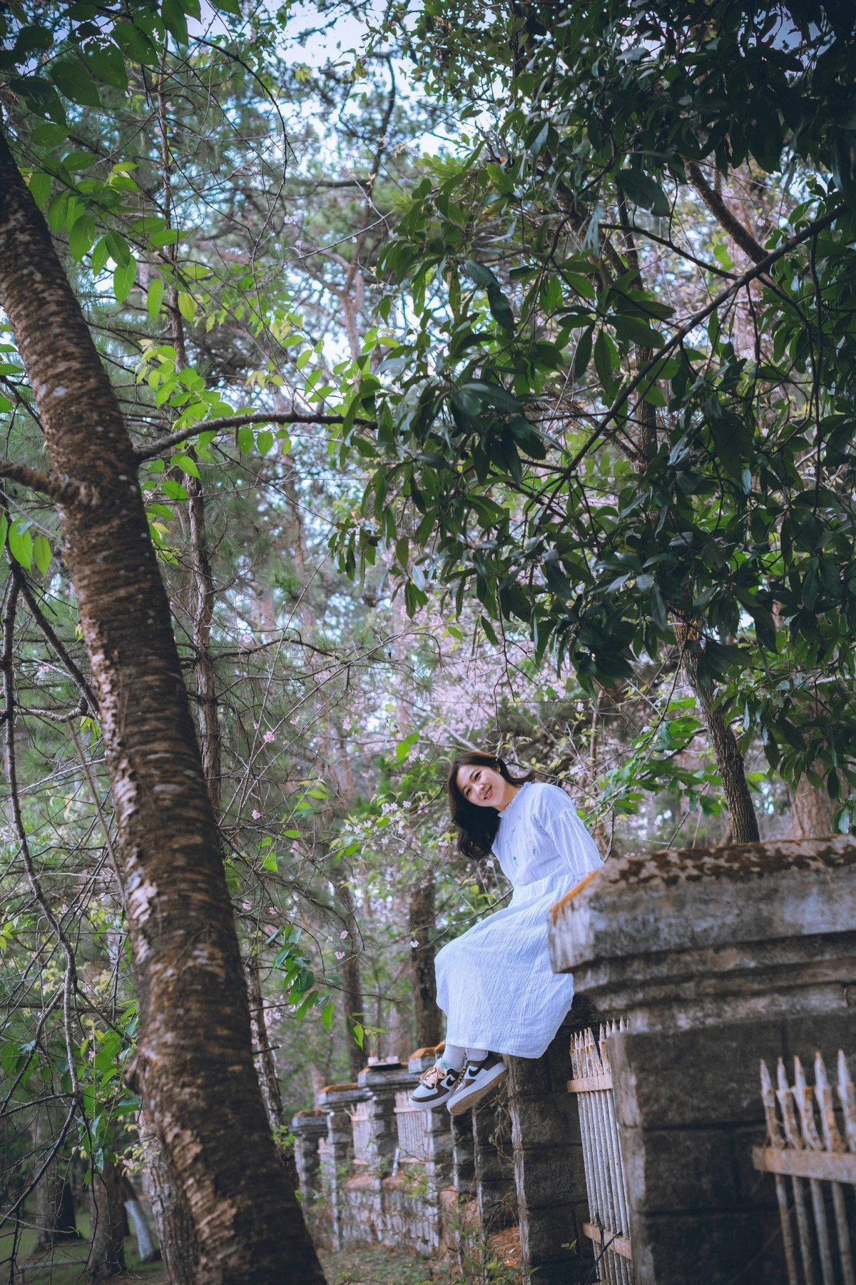 Gần hết tháng 4, những tưởng mạng xã hội đăng ảnh mai anh đào nở trên xứ hoa Đà Lạt chỉ để câu like, thế nhưng khi đặt chân lên Đà Lạt, thiếu nữ quê ở thành phố biển Phan Rang bỗng ngẩn người trước những rặng mai anh đào đang nở rực rỡ.Trao đổi với PLO, bạn Đỗ Ngọc Dung, 30 tuổi, ngụ thành phố Phan Rang – Tháp Chàm, tỉnh Ninh Thuận cho biết thật ra lúc mới xem qua một vài bài đăng trên mạng xã hội, Dung cứ nghĩ mọi người lấy ảnh năm cũ đăng lại nhằm gây sự chú ý chứ không nghĩ là hoa đào nở muộn mà rộ đến như vậy.