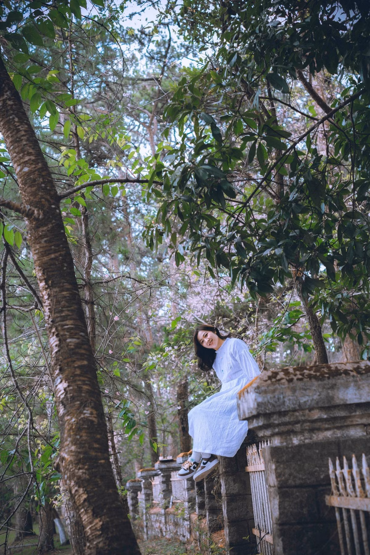 Gần hết tháng 4, những tưởng mạng xã hội đăng ảnh mai anh đào nở trên xứ hoa Đà Lạt chỉ để câu like, thế nhưng khi đặt chân lên Đà Lạt, thiếu nữ quê ở thành phố biển Phan Rang bỗng ngẩn người trước những rặng mai anh đào đang nở rực rỡ.Trao đổi với PLO, bạn Đỗ Ngọc Dung, 30 tuổi, ngụ thành phố Phan Rang – Tháp Chàm, tỉnh Ninh Thuận cho biết thật ra lúc mới xem qua một vài bài đăng trên mạng xã hội, Dung cứ nghĩ mọi người lấy ảnh năm cũ đăng lại nhằm gây sự chú ý chứ không nghĩ là hoa đào nở muộn mà rộ đến như vậy.