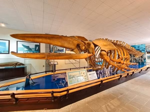 Ngoài ra bạn còn có thể ngắm nhìn các loài sinh vật sống, sinh vật quý hiếm được nuôi dưỡng trong bể kính. Giá vé vào viện Hải Dương Học Nha Trang chỉ 40.000đ/người, đối với học sinh, sinh viên thì giá vé chỉ 20.000đ/người, viện mở cửa từ 6h -18h hàng ngày.