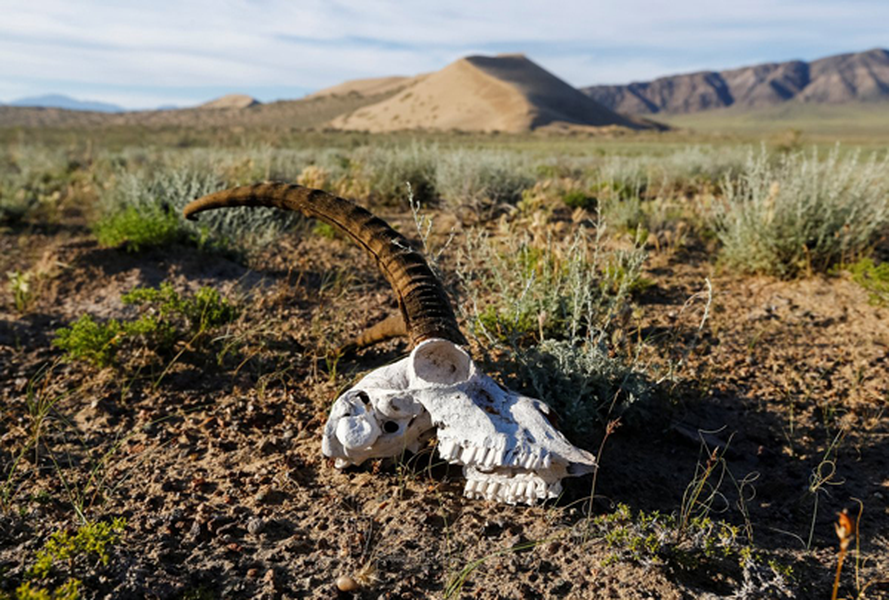 Tại công viên này, các nhà khảo cổ còn khám phá ra nhiều hóa thạch động vật, từ tê giác tới loài rùa cổ đại, thậm chí còn có những hóa thạch đã có hàng triệu năm tuổi. Tuy nhiên, điều bí ẩn nhất ở Altyn-Emel chính là đồi cát biết hát.