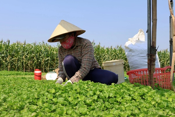 Trong rau ma, lao nong thu 70 trieu moi thang