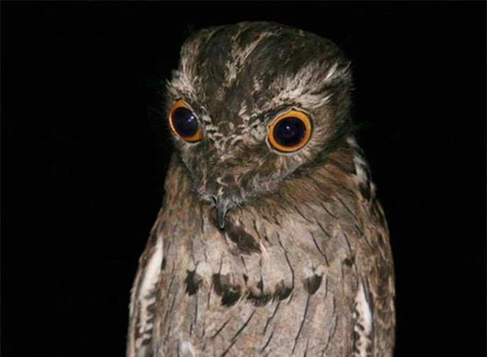 Loai chim xau xi nhung lai la bac thay nguy trang