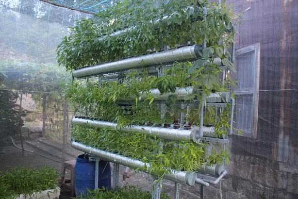 Trong rau sach khong can dat... 4 nguoi an chi 300.000 dong/thang-Hinh-2