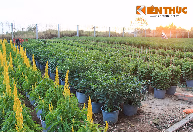 Ghi nhận thực tế cho thấy, đa số các chậu hoa đã sẵn sàng và đủ số lượng để cung ứng cho thị trường hoa Tết năm nay.