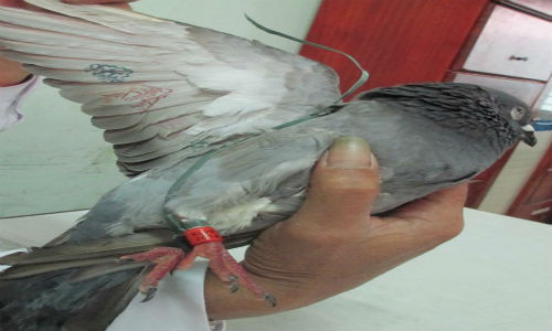 Ket luan chinh thuc ve chim bo cau mang ky tu TQ