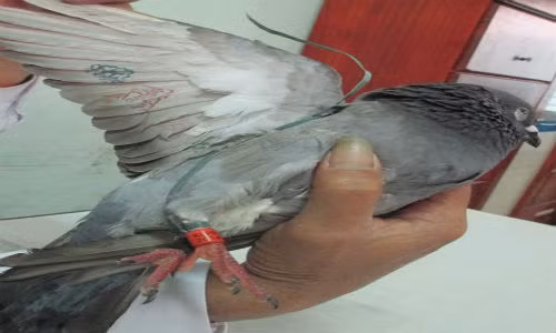 Ket luan chinh thuc ve chim bo cau mang ky tu TQ