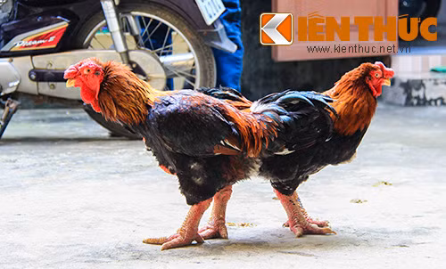 Chưa đến Tết, gà 'đại gia' đã cháy hàng - Hình 2 Chua den Tet, ga