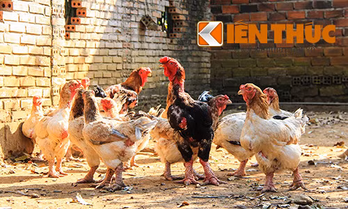 Chưa đến Tết, gà 'đại gia' đã cháy hàng Chua den Tet, ga