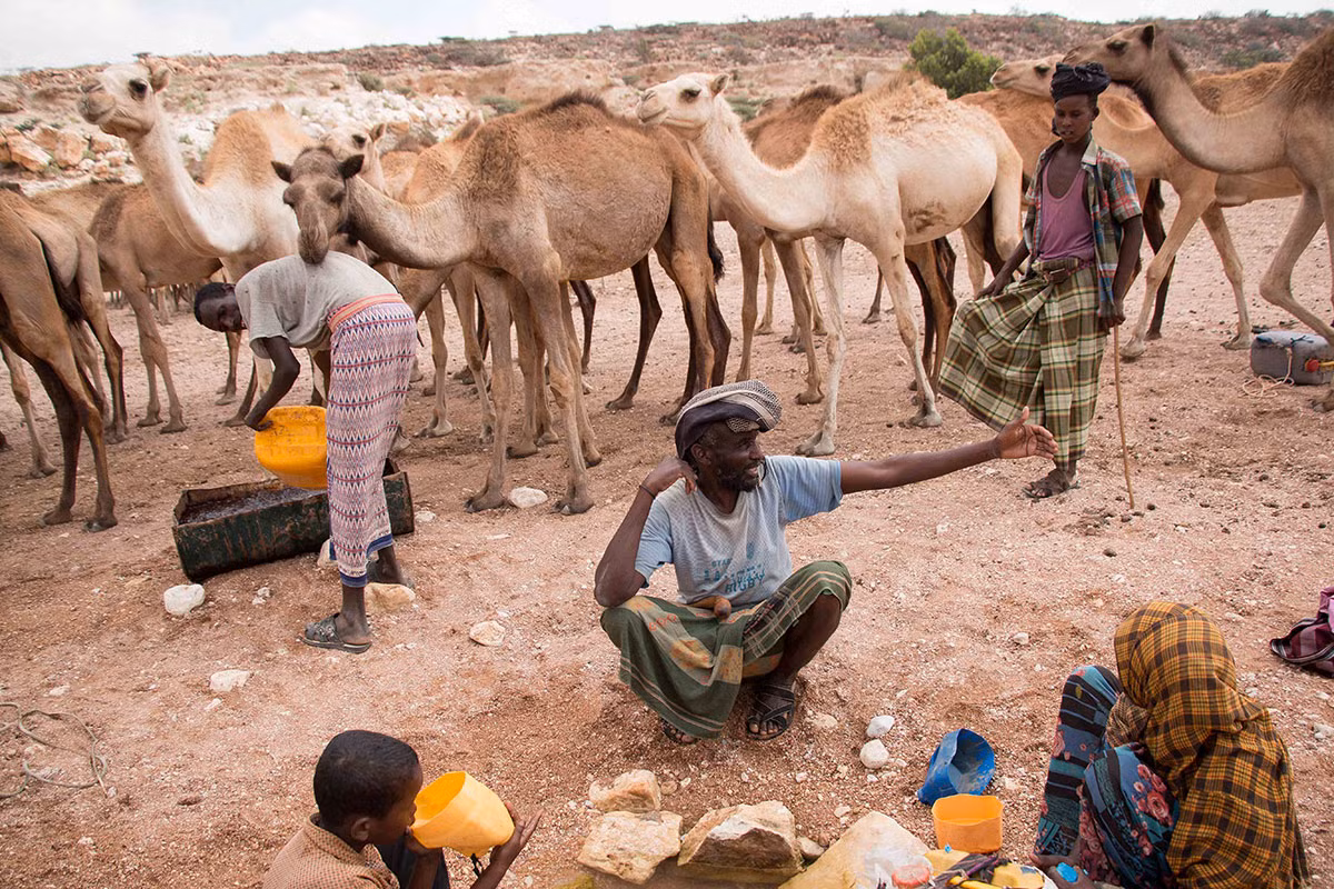 Abdirizak Farah lấy nước ở làng Dhudo, huyện Bandar Bayla. “Tôi đã mang theo đàn dê từ vùng Nugaal, cách đây khoảng 200 km, để tới những khu vực ven biển”, ông Farah chia sẻ.