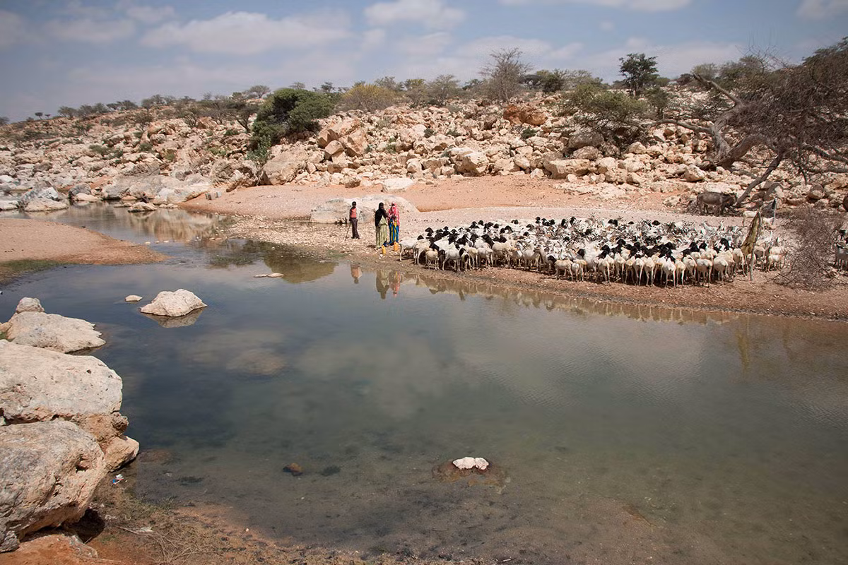 Do hạn hán kéo dài, những người du mục đã phải đưa đàn gia súc di chuyển hàng trăm cây số để tìm nguồn nước.