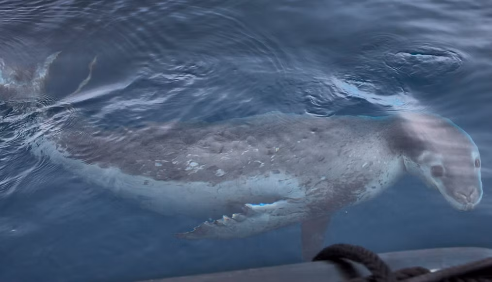 Một chú hải cẩu xuất hiện khi chiếc thuyền của Meyer đi qua vùng biển ở Châu Nam Cực.