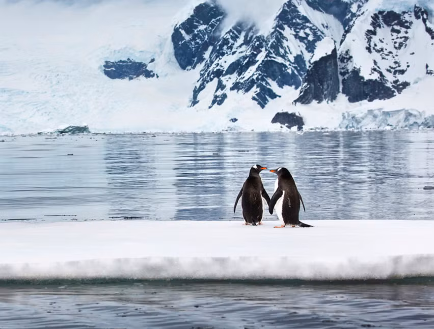 Hai chú chim cánh cụt đứng trên một tảng băng nổi, phía xa là những núi băng.