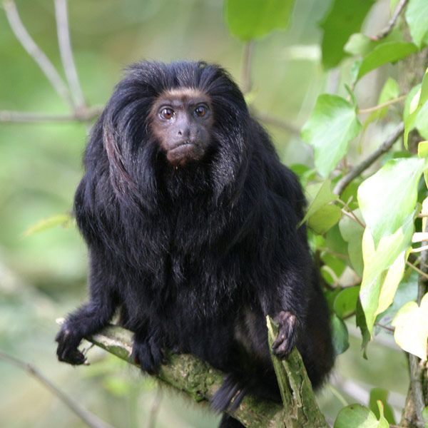 Theo Tổ chức Bảo tồn Động vật Hoang dã Durrell, phần lớn khỉ sư tử mặt đen Tamarin phân bố ở một khu vực nhỏ của khu rừng ở miền nam Brazil.