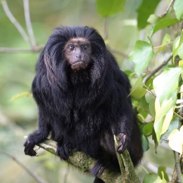 Theo Tổ chức Bảo tồn Động vật Hoang dã Durrell, phần lớn khỉ sư tử mặt đen Tamarin phân bố ở một khu vực nhỏ của khu rừng ở miền nam Brazil.