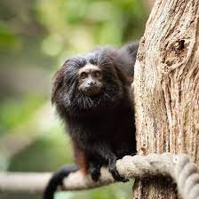 Số lượng loài khỉ này suy giảm đáng kể theo từng năm do nạn chặt phá rừng và khai thác gỗ của con người.