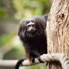 Số lượng loài khỉ này suy giảm đáng kể theo từng năm do nạn chặt phá rừng và khai thác gỗ của con người.