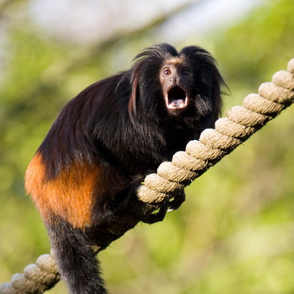 Sở dĩ chúng có tên là khỉ sư tử mặt đen Tamarin xuất phát từ việc chúng sở hữu bộ lông bờm giống sư tử.