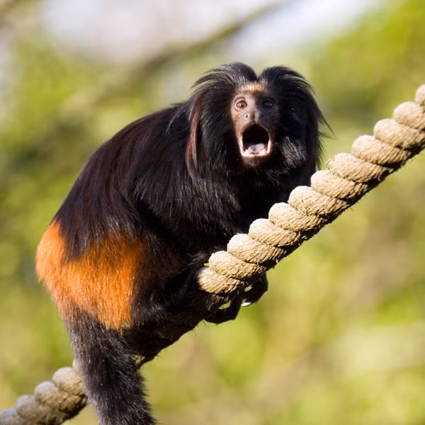 Sở dĩ chúng có tên là khỉ sư tử mặt đen Tamarin xuất phát từ việc chúng sở hữu bộ lông bờm giống sư tử.