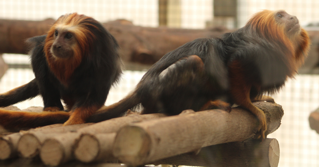 “Nhờ những nỗ lực đáng kinh ngạc của những người trông giữ, nó đã có thể đoàn tụ với gia đình và phát triển khỏe mạnh”, Vườn thú Jersey cho hay.