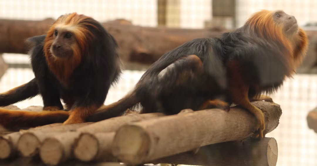 “Nhờ những nỗ lực đáng kinh ngạc của những người trông giữ, nó đã có thể đoàn tụ với gia đình và phát triển khỏe mạnh”, Vườn thú Jersey cho hay.