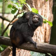 Theo ước tính, hiện có khoảng dưới 2.000 con cá thể khỉ sư tử mặt đen Tamarin sinh sống trong tự nhiên.