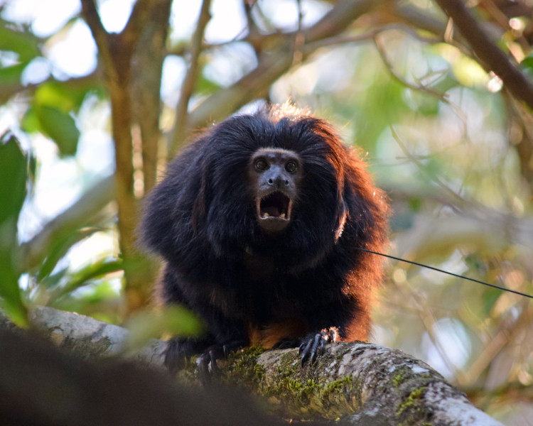 Những con khỉ sư tử mặt đen Tamarin có hình dáng nhỏ bé và chỉ nặng khoảng 0,5 - 1 kg khi trưởng thành.