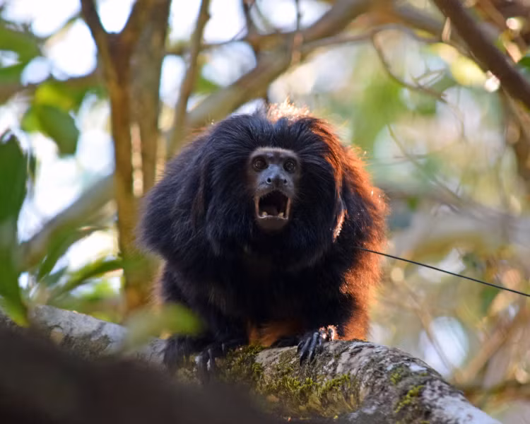 Những con khỉ sư tử mặt đen Tamarin có hình dáng nhỏ bé và chỉ nặng khoảng 0,5 - 1 kg khi trưởng thành.