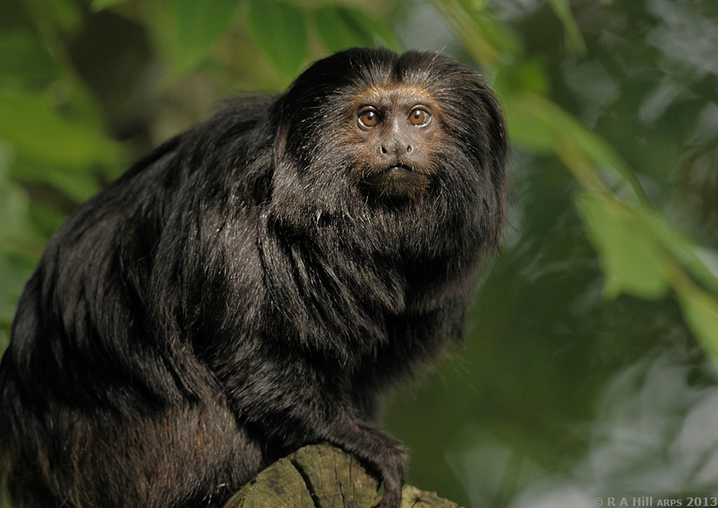 Loài khỉ sư tử mặt đen Tamarin được cho là đã tuyệt chủng trong gần 50 năm cho đến khi chúng được tái phát hiện vào năm 1972.