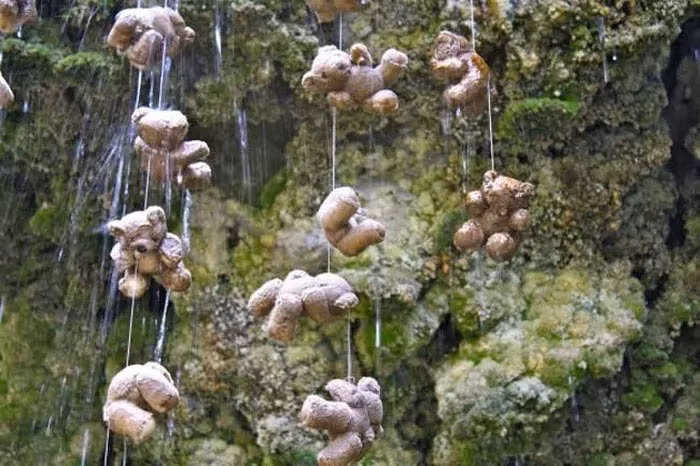 Người ta chỉ biết rằng, quá trình hóa đá đồ vật tại giếng nước diễn ra trong khoảng 3 - 5 tháng.