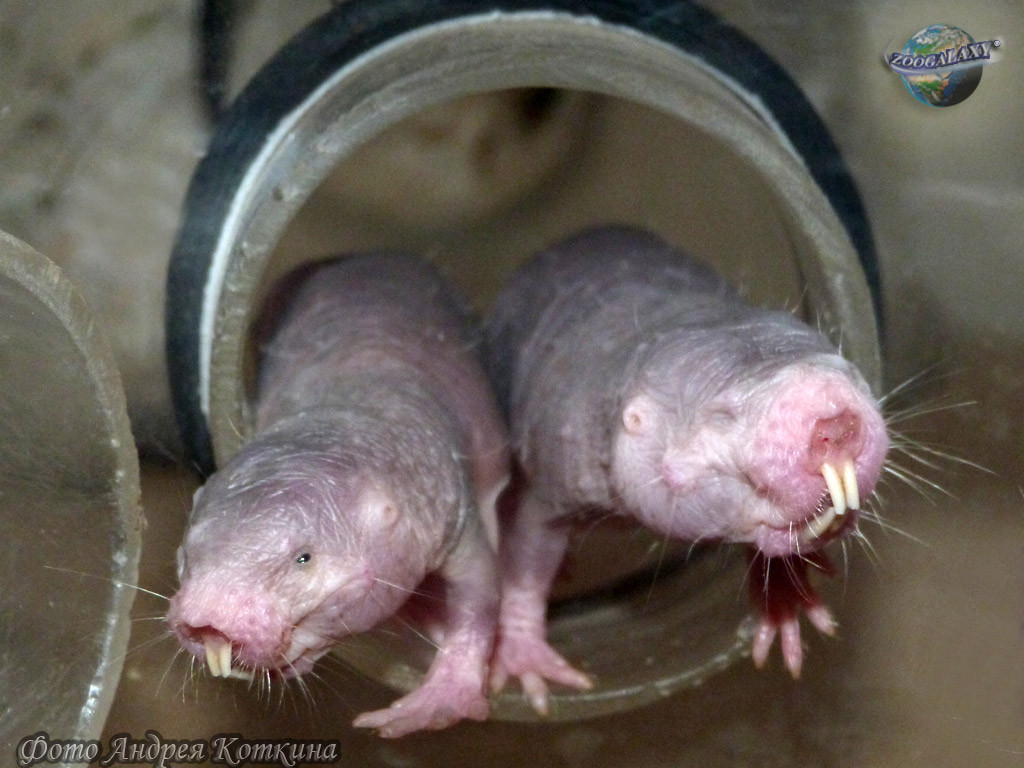 Điều này xuất phát từ việc chuột chũi trụi lông có ngoại hình cực xấu xí nhưng đổi lại có thể chống lại các bệnh ung thư, chống lại quá trình lão hóa thông thường của động vật có vú.