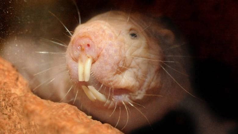 Loài chuột chũi trụi lông này còn khiến các chuyên gia kinh ngạc khi có thói quen bắt cóc con của nhau và biến chúng thành "nô lệ".