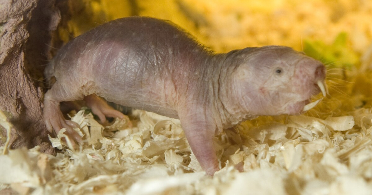 "Nữ hoàng" chuột này có thể sinh 30 con mỗi lần đẻ và các con cái cấp dưới trông con non bằng cách cho chúng ăn phân có tẩm hormone của mình.