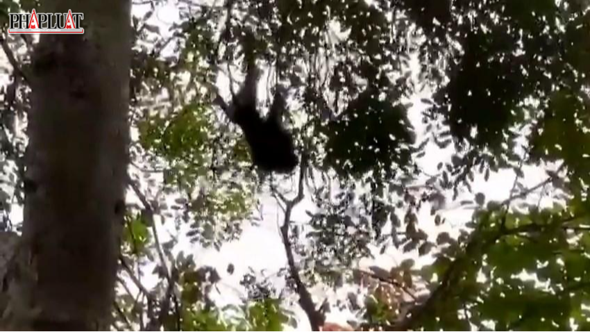 Vào chiều ngày 23/4, Chi cục Kiểm lâm TPHCM cho biết đã gây mê, vây bắt thành công con khỉ đuôi lợn đã tấn công 3 người ở huyện Bình Chánh.