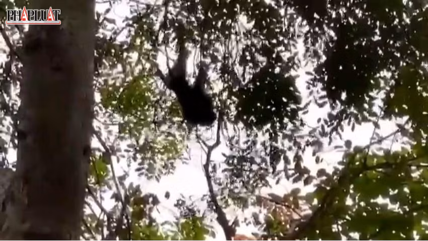 Vào chiều ngày 23/4, Chi cục Kiểm lâm TPHCM cho biết đã gây mê, vây bắt thành công con khỉ đuôi lợn đã tấn công 3 người ở huyện Bình Chánh.