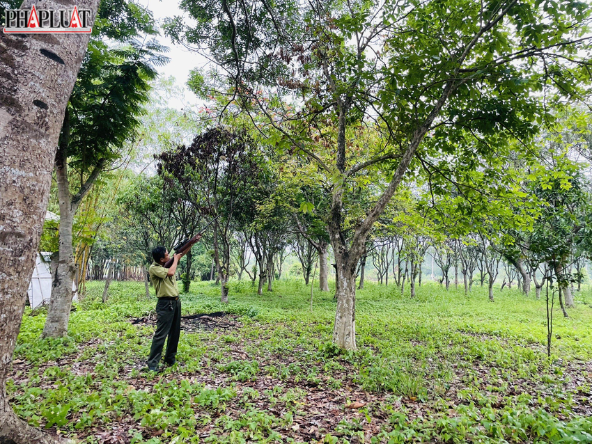 Trước đó, chiều 20/4, con khỉ đuôi lợn lông xám không rõ nguồn gốc xuất hiện tại khu vực văn phòng của Trung tâm quản lý các di tích lịch sử, dịch vụ văn hoá huyện Bình Chánh (xã Lê Minh Xuân, huyện Bình Chánh).