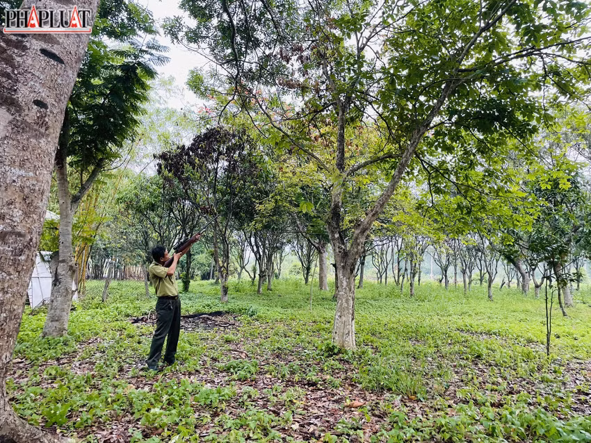 Trước đó, chiều 20/4, con khỉ đuôi lợn lông xám không rõ nguồn gốc xuất hiện tại khu vực văn phòng của Trung tâm quản lý các di tích lịch sử, dịch vụ văn hoá huyện Bình Chánh (xã Lê Minh Xuân, huyện Bình Chánh).