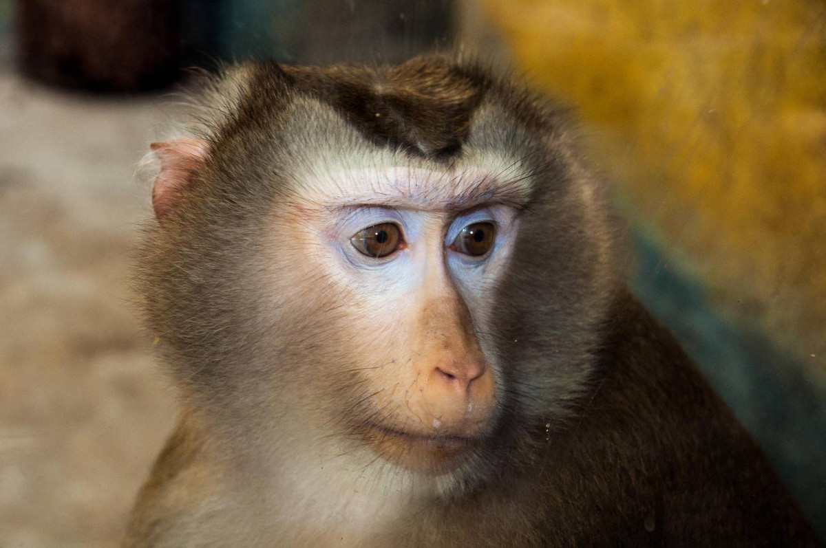 Khỉ đuôi lợn có tên khoa học là Macaca leonina (thuộc bộ Linh trưởng Primates). Đây là một trong những loài lớn nhất trong họ nhà khỉ.