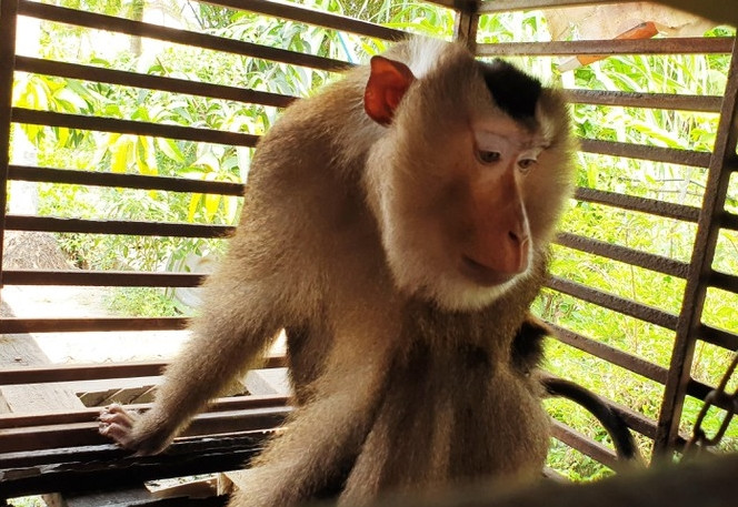 Tại đây, con khỉ đuôi lợn đã tấn công một nữ nhân viên văn phòng của trung tâm, một bé trai là con của bảo vệ trung tâm trước khi chạy ra ngoài cắn một người đi đường. Ba người bị thương ở chân và lưng nhanh chóng được đưa đến bệnh viện sơ cứu, tiêm phòng dại.