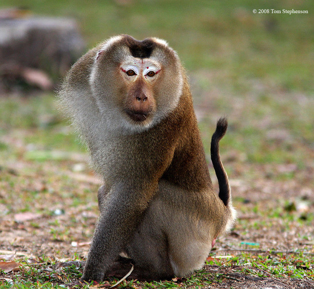 Sau trán của khỉ đuôi lợn có một mảng lông hình tam giác màu nâu đậm. Toàn thân của chúng phủ lông dài màu xám. Lông đuôi rất ngắn giống đuôi lợn. Loài khỉ này còn có đặc điểm nổi bật là má có túi và chai mông lớn.