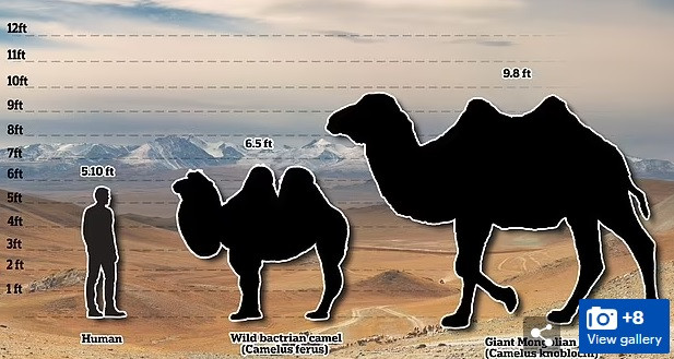 "Quái vật" to lớn đó chính là Camelus knoblochi - loài lạc đà có chiều cao lên đến 3m và nặng tới 1 tấn. Tuy nhiên, chúng đã tuyệt chủng vào khoảng 27.000 năm trước.
