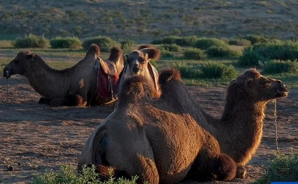 Tác giả chính của nghiên cứu là tiến sĩ John W. Olsen công tác tại Đại học Arizona ở Tucson, Mỹ cho hay lạc đà Camelus knoblochi vẫn tồn tại ở Mông Cổ cho đến khi xảy ra biến đổi khí hậu khiến loài này đến bờ vực tuyệt chủng vào khoảng 27.000 năm trước.