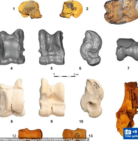 Các chuyên gia cho hay "quái vật" khổng lồ này đã tồn tại trong khoảng thời gian 2 loài người cổ đại từng sinh sống ở vùng đất khắc nghiệt này là Neanderthals và Denisovans.