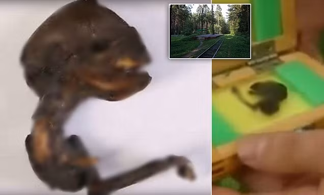 Trong khi một số người tin rằng đó là xác người ngoài hành tinh thì cũng có quan điểm cho rằng đó có thể là xác của của một động vật bị đột biến.