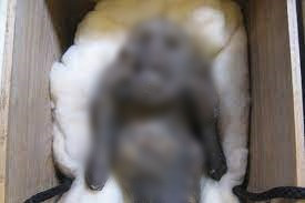 Theo một ghi chú để lại bên trong hộp đựng xác ướp, một ngư dân đã bắt được "nàng tiên cá" vào khoảng giữa năm 1736 - 1741. Sau đó, người này bán mẫu vật cho một gia đình giàu có. Sinh vật có chiều dài khoảng 30 cm.