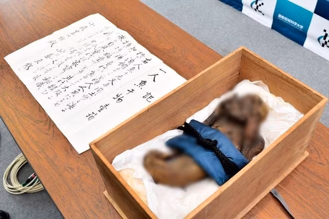 Các chuyên gia cho hay xác ướp "nàng tiên cá" có phần giống với 2 sinh vật thần thoại trong văn hóa dân gian Nhật Bản là: Amabies - nàng tiên cá có mỏ thay vì miệng và ba vây đuôi riêng biệt và Ningyos - sinh vật giống cá có đầu người.