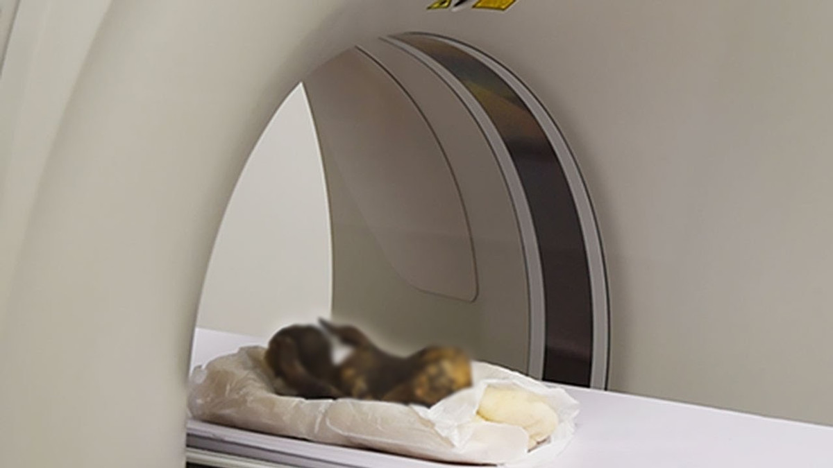 Theo đó vào ngày 2/2/2022, các chuyên gia tiến hành chụp CT xác ướp "nàng tiên cá" cũng như lấy mẫu ADN để giải mã các bí ẩn về nó.