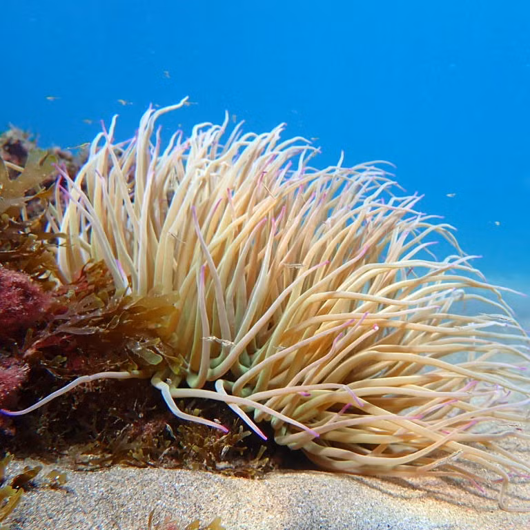 Cụ thể, nhóm chuyên gia phát hiện một gen liên quan đến sự phát triển thính giác ở con người cũng đồng thời có liên quan đến sự phát triển giác quan của hải quỳ.